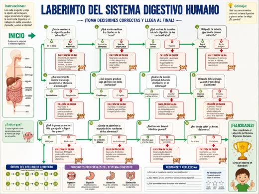 Laberinto del Sistema Digestivo Humano