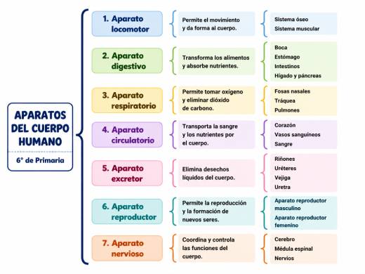 Aparatos del Cuerpo Humano