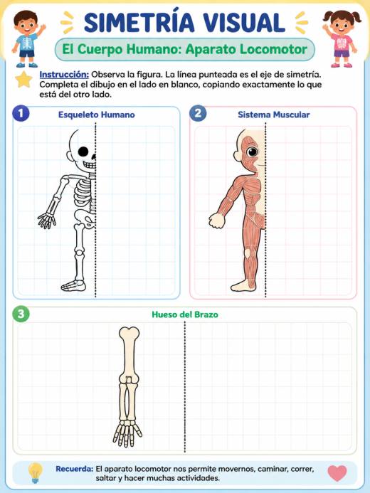 El Cuerpo Humano: Aparato Locomotor