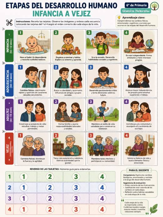 Etapas del Desarrollo Humano: Infancia a Vejez