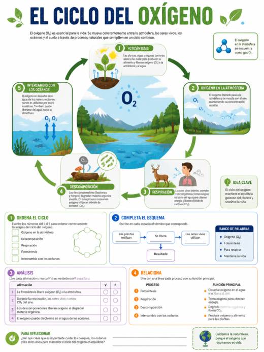 El Ciclo del Oxígeno