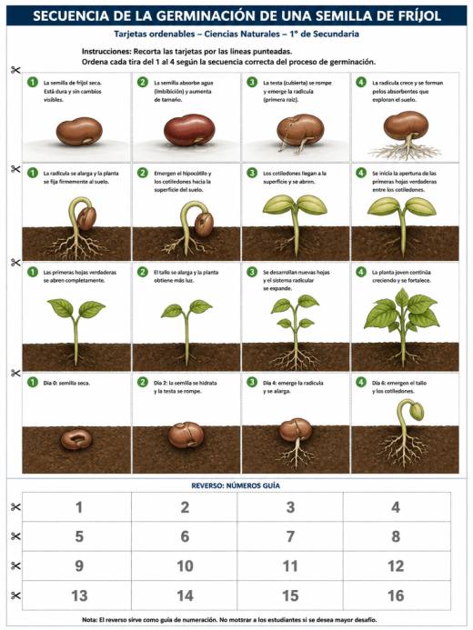 Secuencia de la Germinación de una Semilla de Fríjol