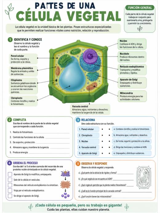 Partes de una Célula Vegetal