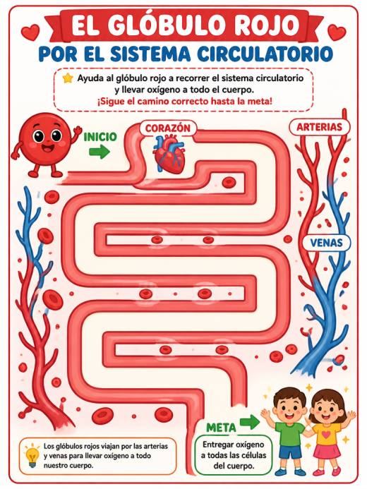 El Glóbulo Rojo por el Sistema Circulatorio