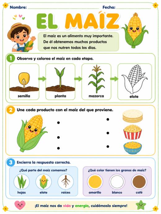 Hoja de Trabajo: el maiz (1° de Primaria)