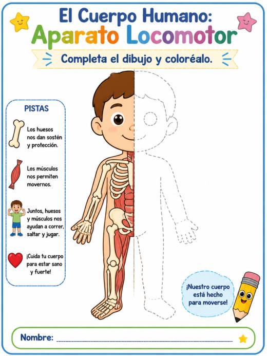 El Cuerpo Humano: Aparato Locomotor