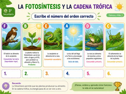 La Fotosíntesis y la Cadena Trófica
