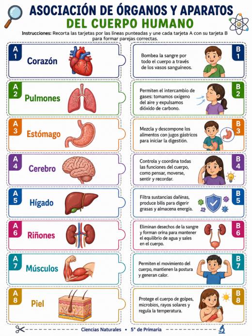 Asociación de Órganos y Aparatos del Cuerpo Humano