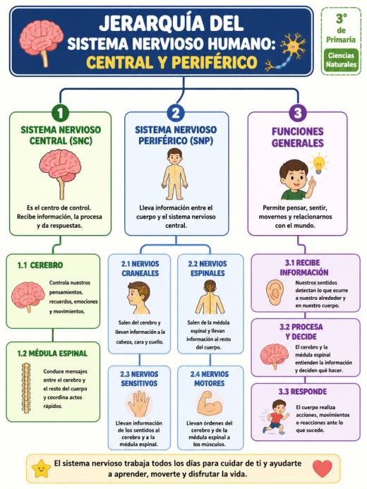 Jerarquía del Sistema Nervioso Humano: Central y Periférico