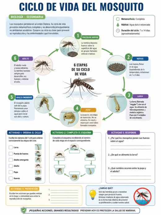 Ciclo de Vida del Mosquito