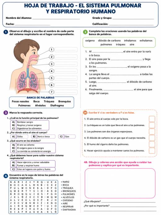 Hoja de Trabajo: El Sistema Pulmonar y Respiratorio Humano (3° de Primaria)