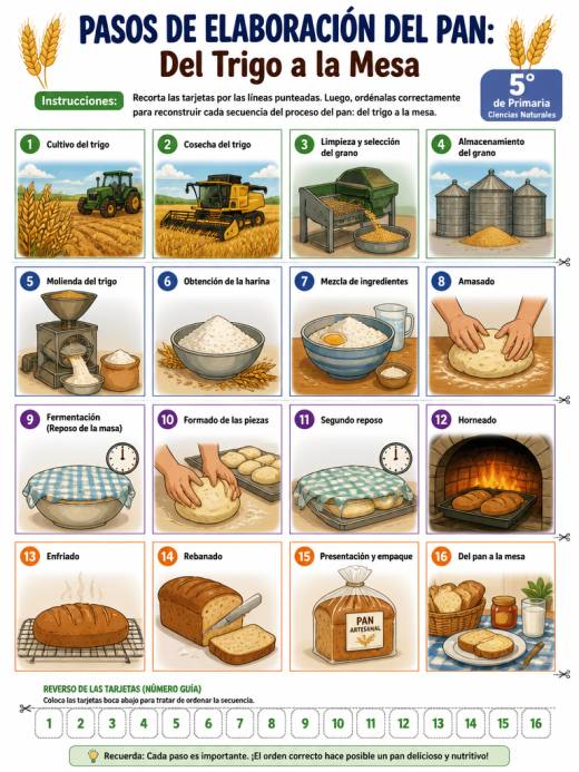 Pasos de Elaboración del Pan: Del Trigo a la Mesa