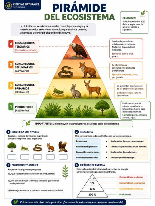 Pirámide del Ecosistema