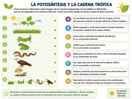 La Fotosíntesis y la Cadena Trófica