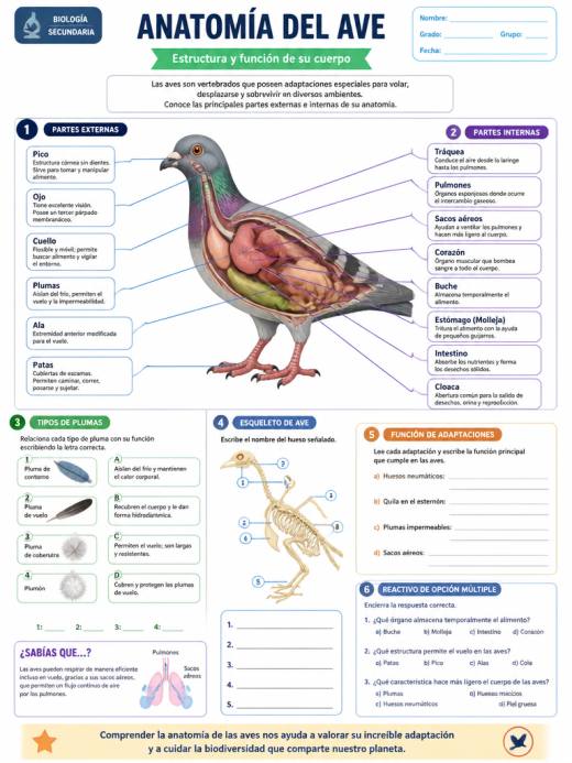 Anatomía del Ave