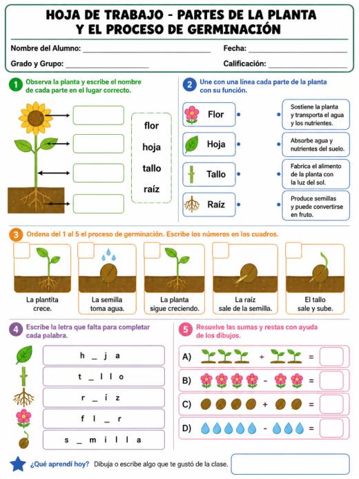 Hoja de Trabajo: Partes de la Planta y el Proceso de Germinación (2° de Primaria)