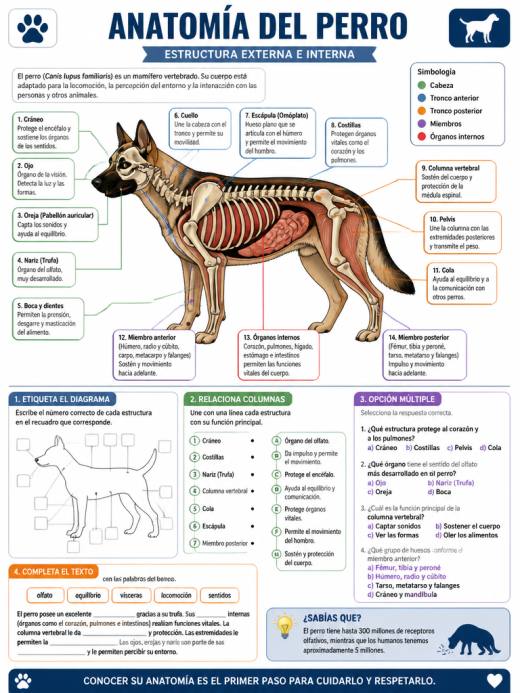 Anatomía del Perro
