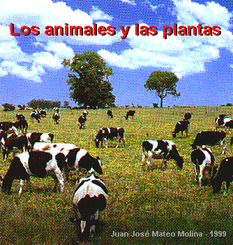 Los animales y las plantas