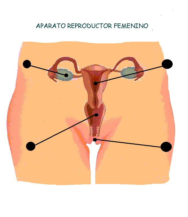 Aparato reproductor, embarazo y parto