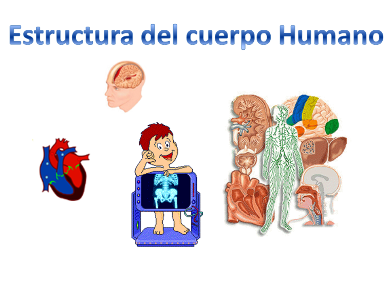 Estructura del cuerpo humano