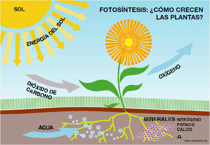 La fotosíntesis 2