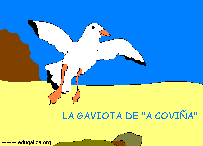 La gaviota de "a coviña"