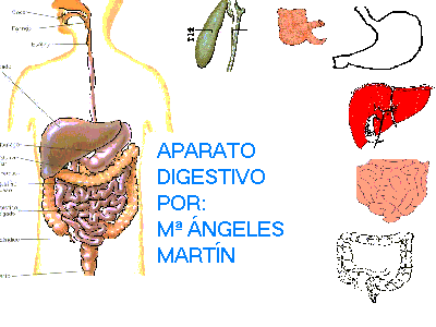 El aparato digestivo