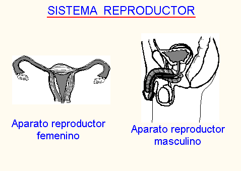 El cuerpo humano - 1