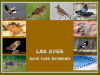 Las aves que nos rodean